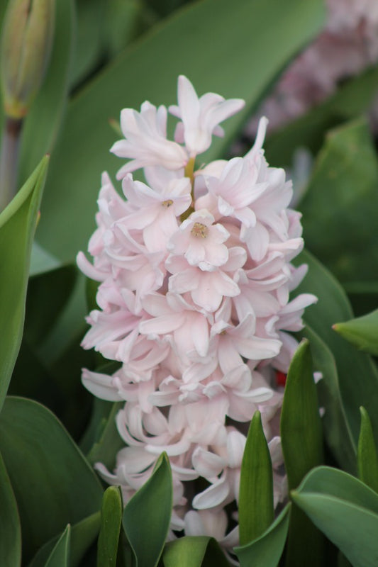 Hyacinthus China Pink Jack the Grower