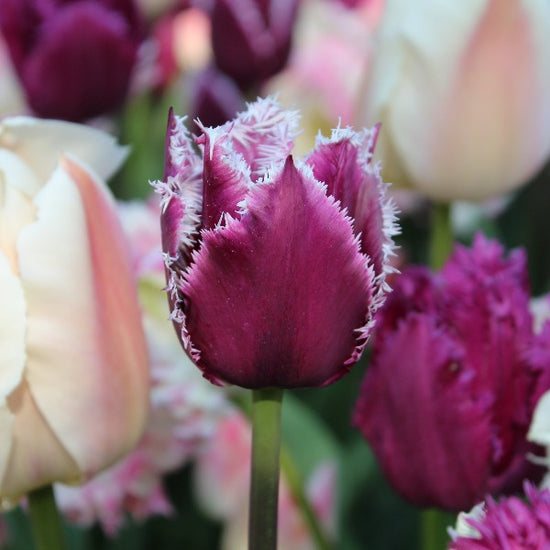 Tulipa San Martin Jack the Grower