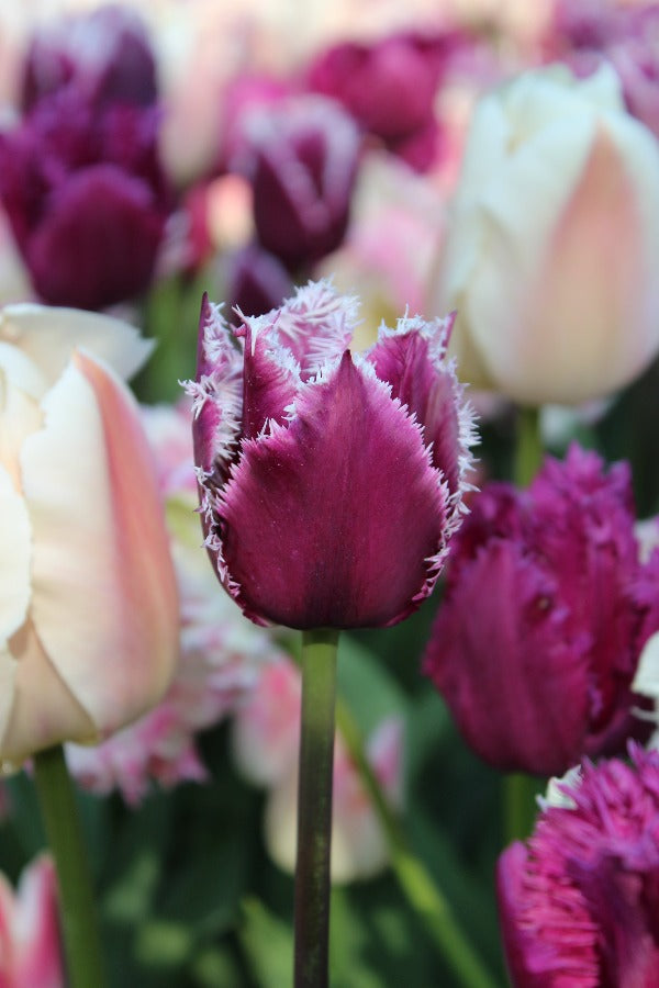 Tulipa San Martin Jack the Grower