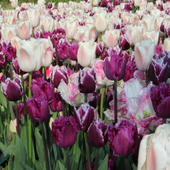 Tulipa San Martin Jack the Grower