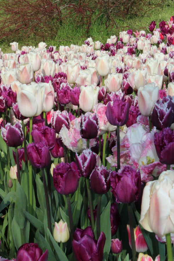 Tulipa San Martin Jack the Grower