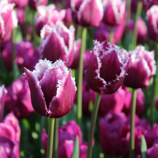 Tulipa San Martin Jack the Grower