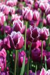 Tulipa San Martin Jack the Grower