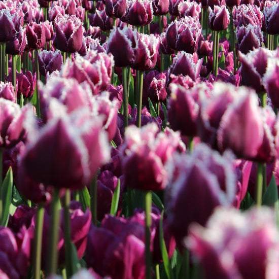 Tulipa San Martin Jack the Grower