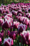 Tulipa San Martin Jack the Grower