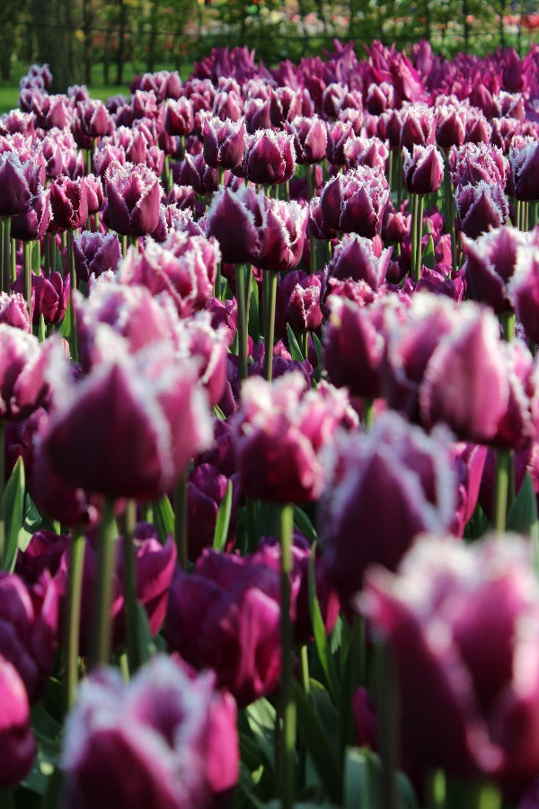 Tulipa San Martin Jack the Grower