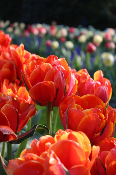 Tulipa Queensday Jack the Grower