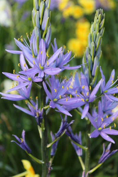 Camassia Blue Melody Jack the Grower