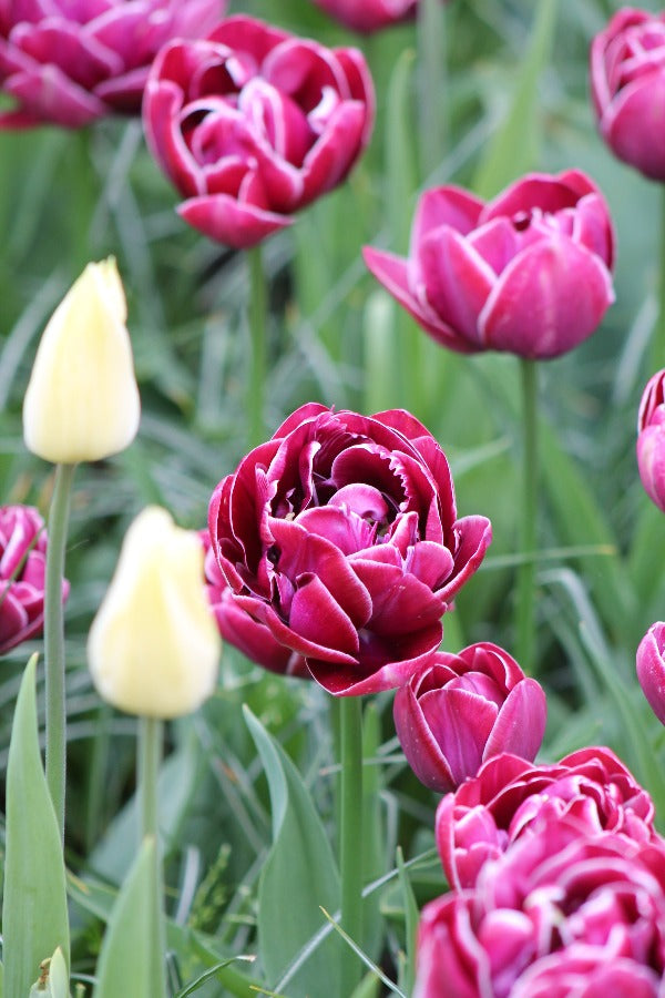 Tulipa Dream Touch® Jack the Grower