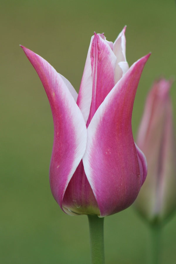 Tulipa Ballade Jack the Grower