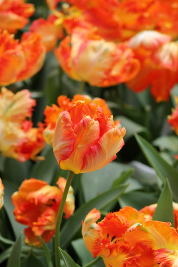 Tulipa Parrot King Jack the Grower