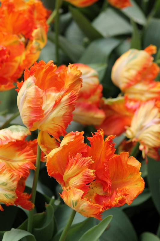 Tulipa Parrot King Jack the Grower