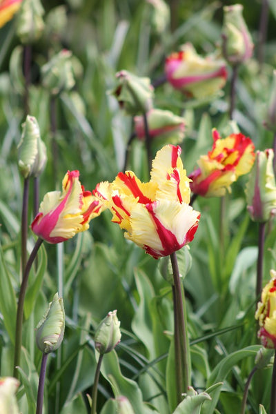 Tulipa Flaming Parrot Jack the Grower