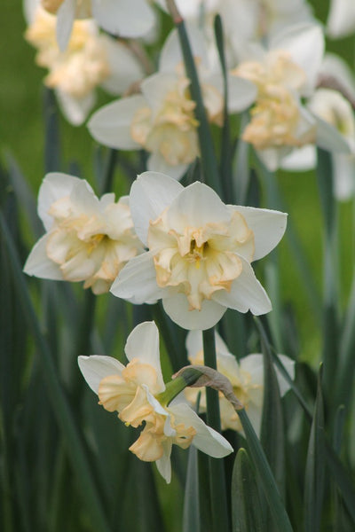 Narcissus Waltz Jack the Grower