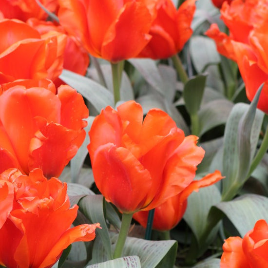 Tulipa Giant Orange Sunrise Jack the Grower