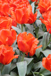 Tulipa Giant Orange Sunrise Jack the Grower