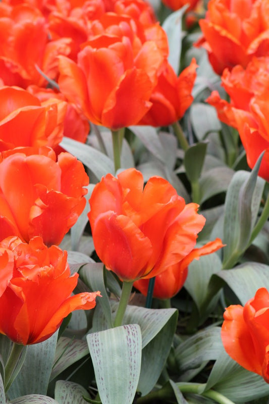 Tulipa Giant Orange Sunrise Jack the Grower