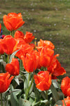 Tulipa Giant Orange Sunrise Jack the Grower