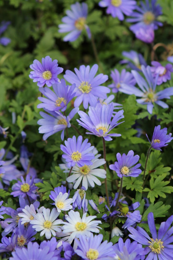 Anemone Blue Shades Jack the Grower