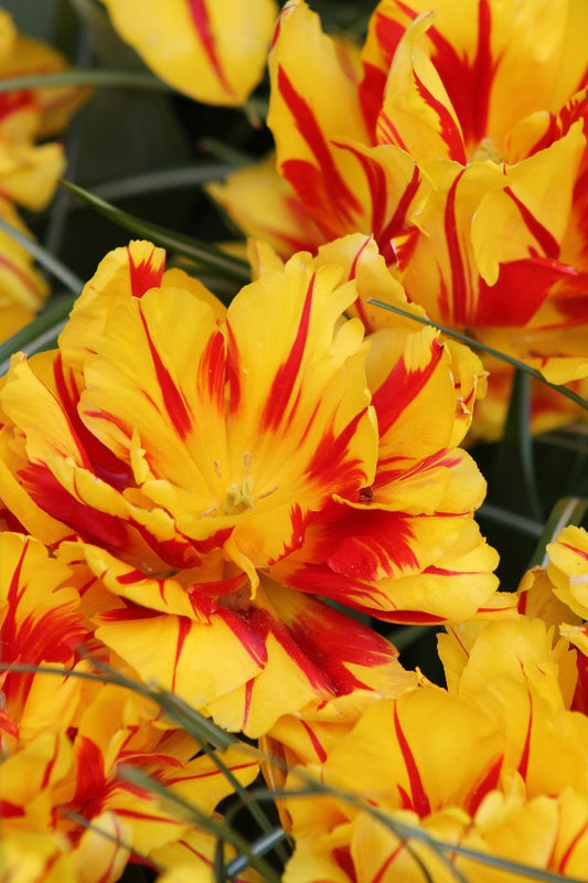 Tulipa Monsella Jack the Grower