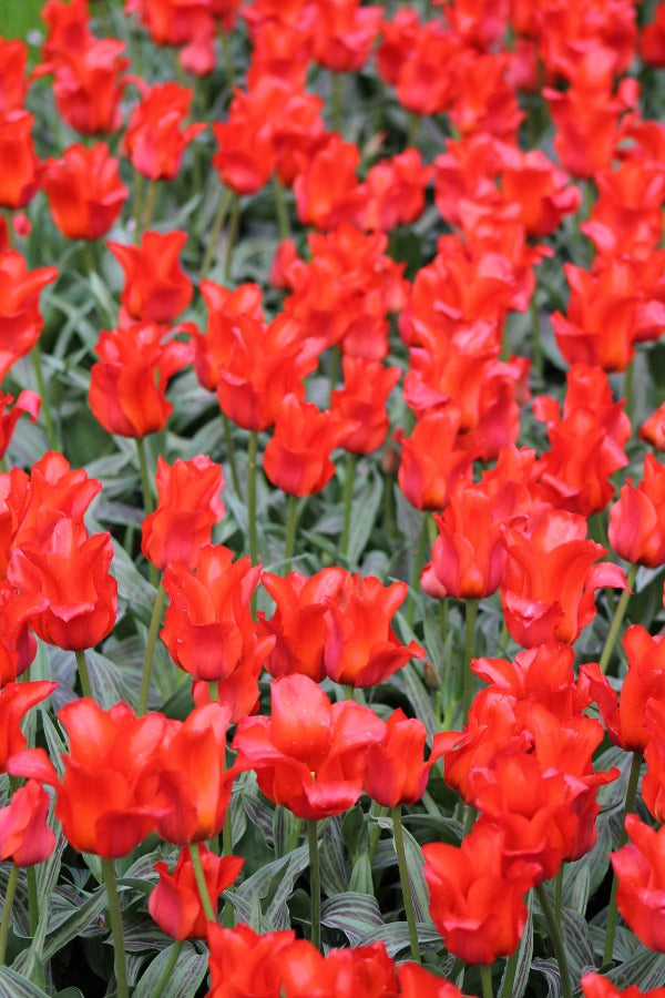 Tulipa Red Riding Hood Jack the Grower