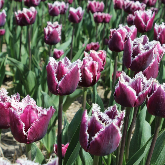 Tulipa San Martin Jack the Grower