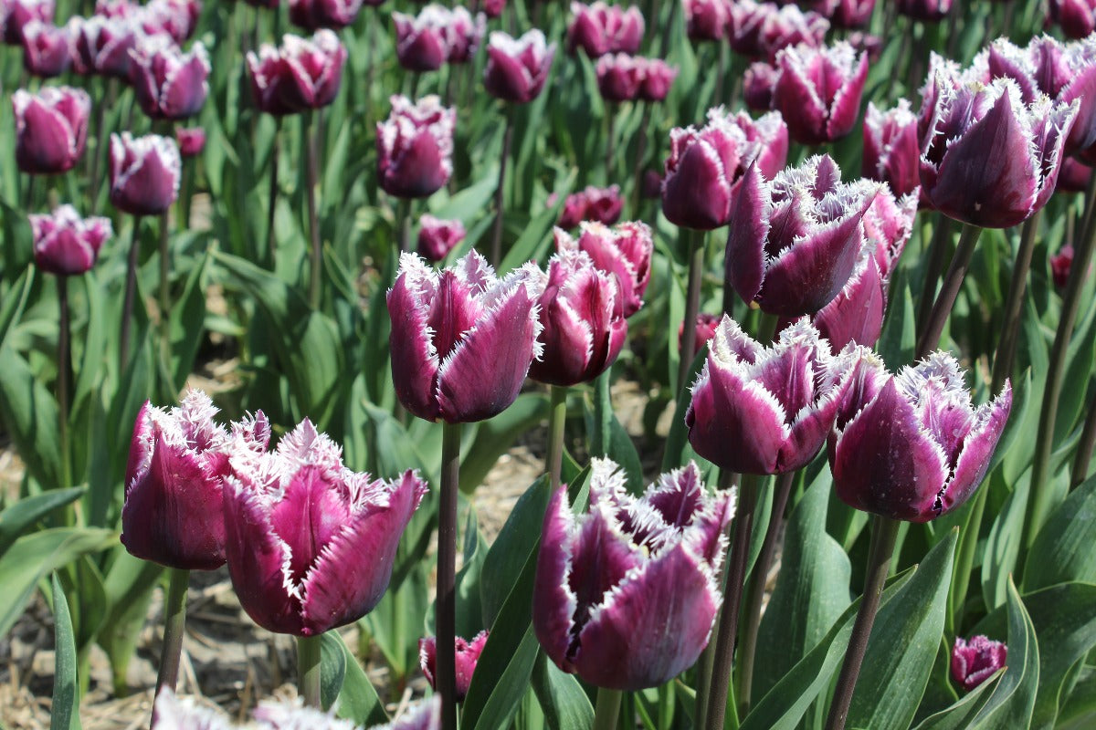 Tulipa San Martin Jack the Grower