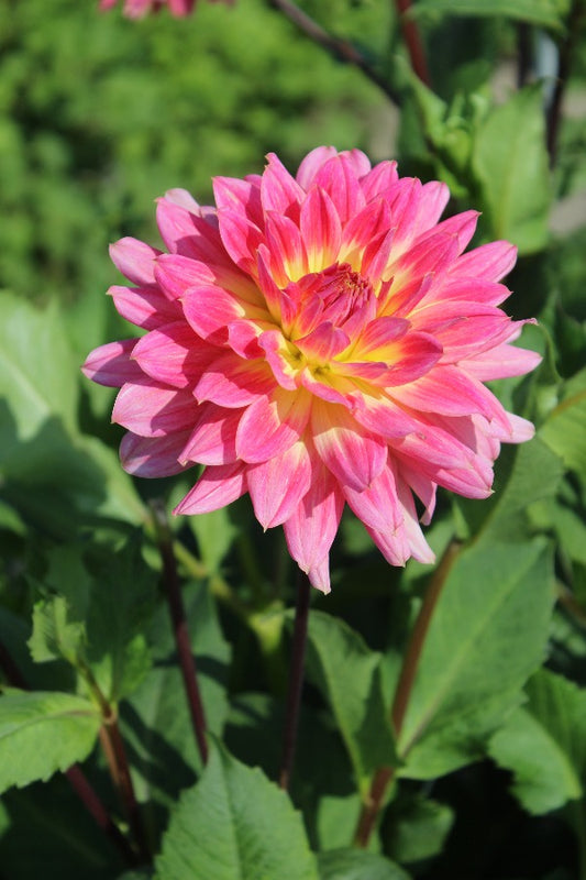 Dahlia Magic Sunrise Jack the Grower