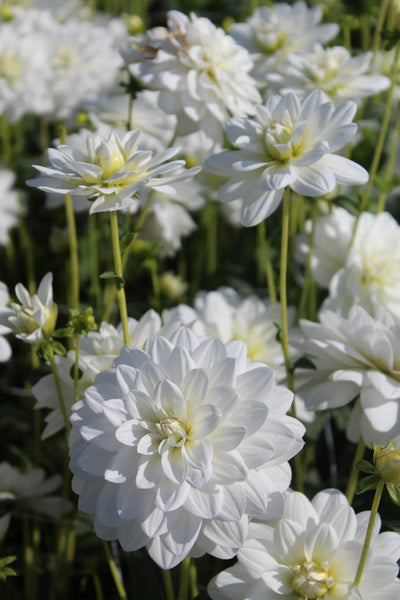 Dahlia Cantarino Jack the Grower