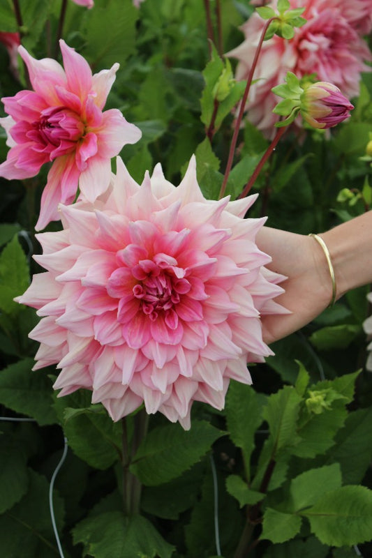 Dahlia Otto's Thrill Jack the Grower