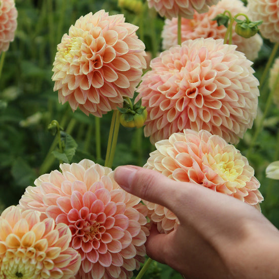 Dahlia Sweet Suzanne Jack the Grower