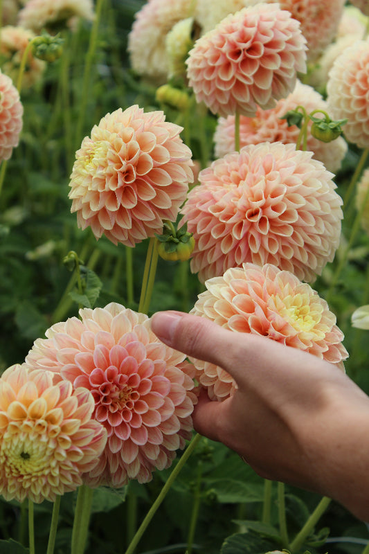 Dahlia Sweet Suzanne Jack the Grower