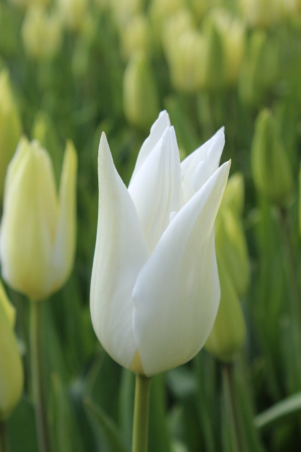 Tulipa Weiß Triumphator
