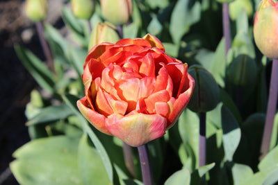 Tulipa Oakheart Jack the Grower