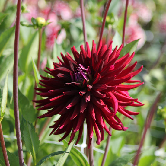 Dahlia Nuit d'Eté Jack the Grower