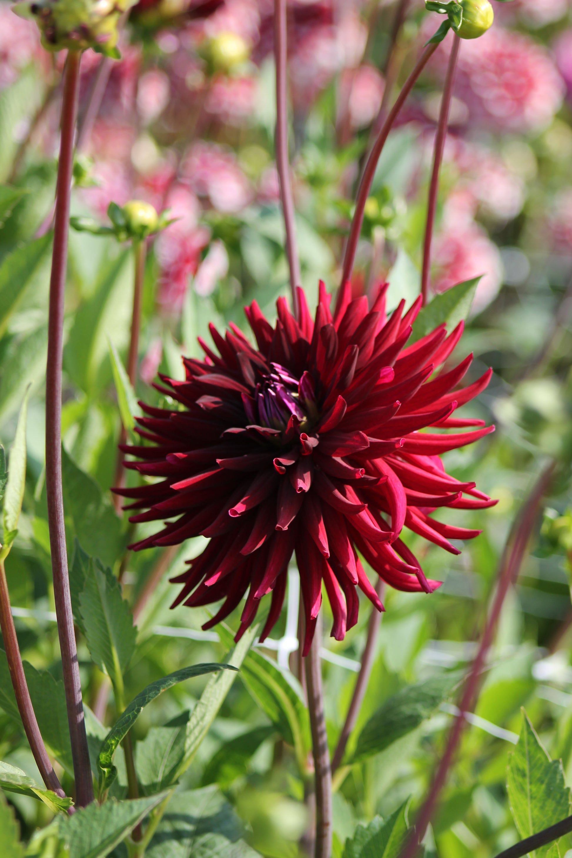 Dahlia Nuit d'Eté Jack the Grower