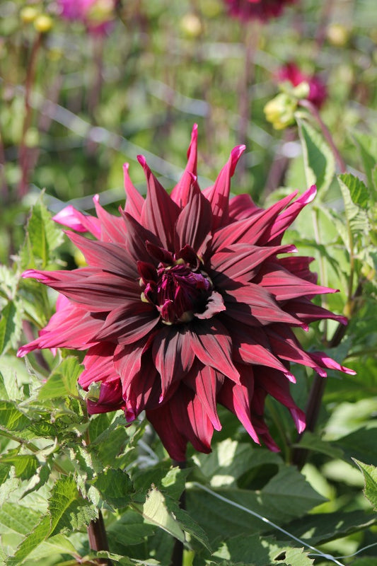 Dahlia Brigitta Alida Jack the Grower