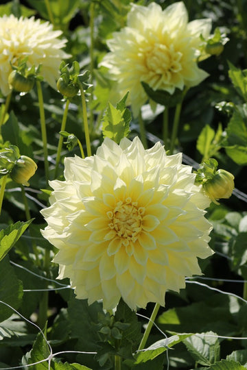 Dahlia Kelvin Floodlight Jack the Grower