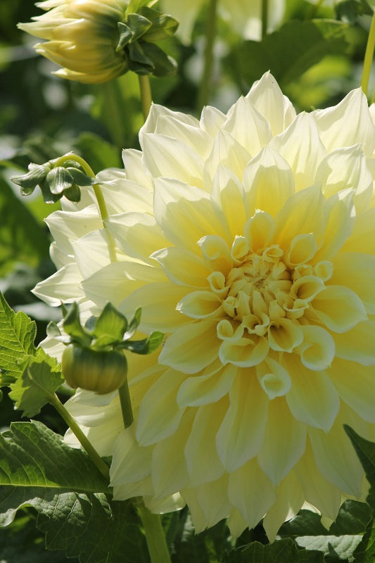 Dahlia Kelvin Floodlight Jack the Grower