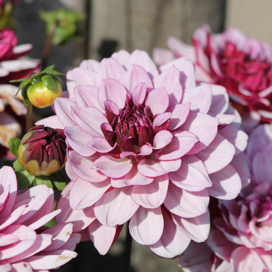 Dahlia Creme de Cassis Jack the Grower