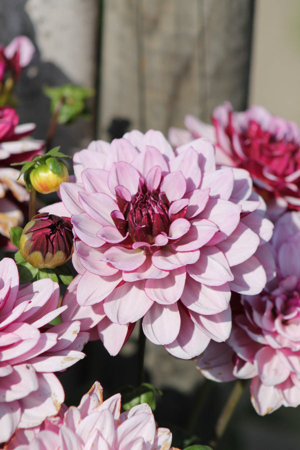 Dahlia Creme de Cassis Jack the Grower