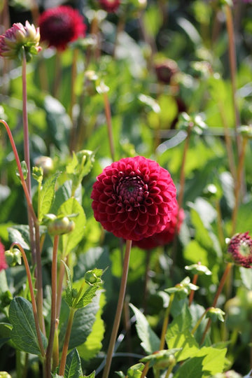 Dahlia Cornel Jack the Grower
