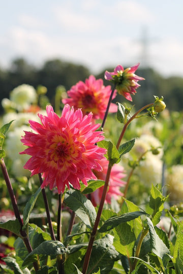 Dahlia Magic Sunrise Jack the Grower