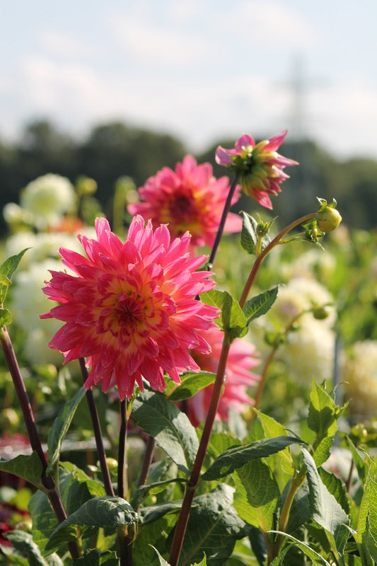Dahlia Magic Sunrise Jack the Grower