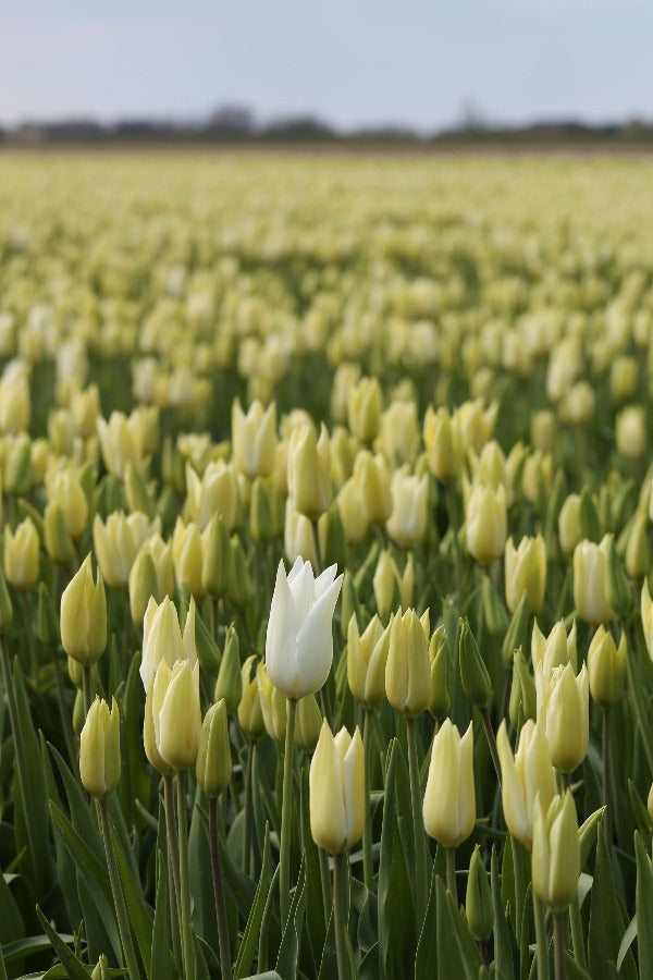 Tulipa White Triumphator Jack the Grower