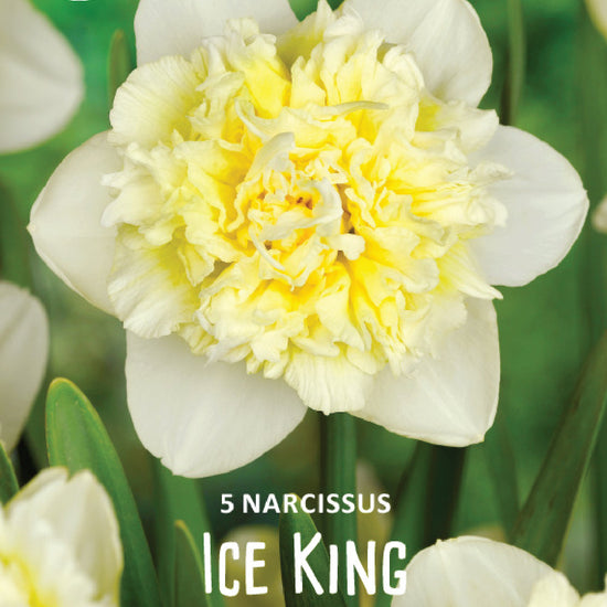 Narcissus Ice King Jack the Grower