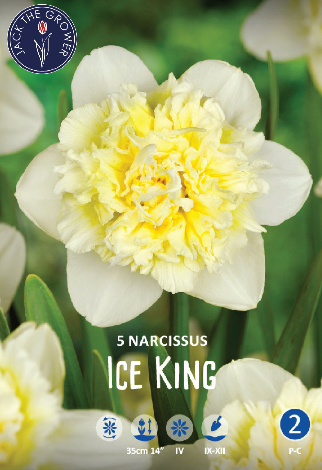 Narcissus Ice King Jack the Grower