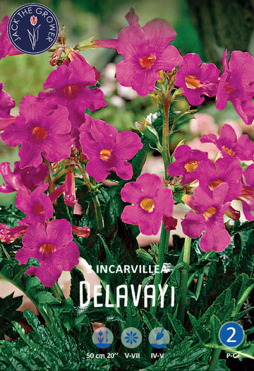 Incarvillea Delavayi