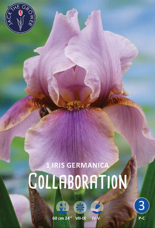 Iris Germanica Collaboration