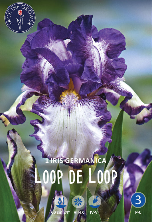 Iris Germanica Loop the Loop